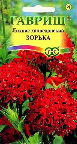 Семена Лихнис Зорька халцедонский.
Травянистое растение семейства Гвоздичные, высотой до 80-100 см. Цветки огненно-красные диаметром 1,5 см, собраны в щитковидно-головчатое соцветие до 10 см в диаметре. Цветет в июле - августе. Зимостоек и неприхотлив, растет на любой рыхлой почве, предпочитает открытые солнечные места, не переносит застоя воды. Используют в групповых посадках, цветниках, миксбордерах, для декорирования стен и изгородей. Размножают семенами; делением куста - деление производят весной; черенками - черенки высаживают на затенённые гряды.