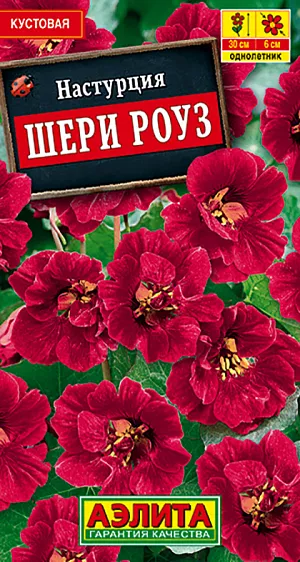 Семена Настурция Шери Роуз карликовая.
Эффектный сорт, не образующий плети. Формирует компактные растения высотой 30-40 см кустового габитуса. Цветки махровые и полумахровые ø 5-6 см, с нежным ароматом, необыкновенной, приятной для глаз расцветки. В отличие от привычных сортов, цветки располагаются выше листвы и направлены «лицом» вверх, а не в бок. Цветение обильное с июня до заморозков. Сорт идеально подходит для контейнерного выращивания на балконах, террасах, в патио. В садовых цветниках красиво выглядит в бордюрах. Агротехника. Посев семян непосредственно в открытый грунт на глубину 2 см. Семена перед посевом желательно замочить. Всходы появляются через 7-10 дней. Настурция хорошо растет и цветет на легких дренированных почвах среднего плодородия. Растениям необходимы регулярные поливы, прополки, рыхления и подкормки.