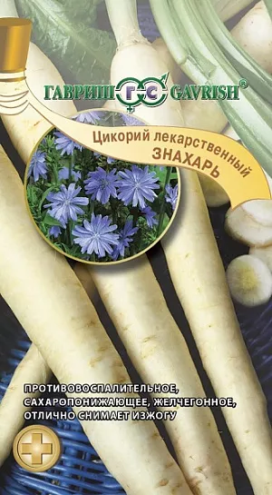 Цикорий Знахарь лекарственный