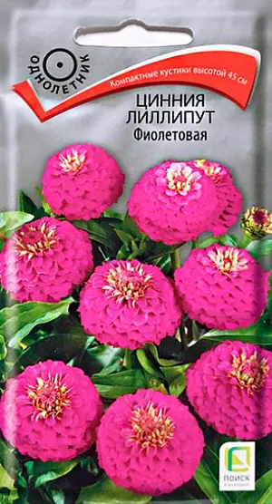 Семена Цинния лиллипут Фиолетовая. Компактные кустики с изящными шаровидными соцветиями. Распространенное засухоустойчивое неприхотливое растение, образующее разветвленные кустики до 45 см высотой. Соцветия многочисленные, небольшого диаметра, махровые. Окраска - фиолетовая. Цветет обильно, с июля до октября. Используют в клумбах, рабатках, группах и для срезки.<br>
 <br>
 Агротехника. Наибольшей декоративности достигает на открытых солнечных местах и легких почвах. Хорошо отзывается на обильный полив и подкормки минеральными удобрениями. Семена высевают в апреле в рассадные ящики, слегка присыпая землей. При температуре почвы 18-25°С всходы появляются на 6-10 день. На постоянное место рассаду высаживают в конце мая, когда минует угроза весенних заморозков, выдерживая расстояние между растениями 30-35 см.