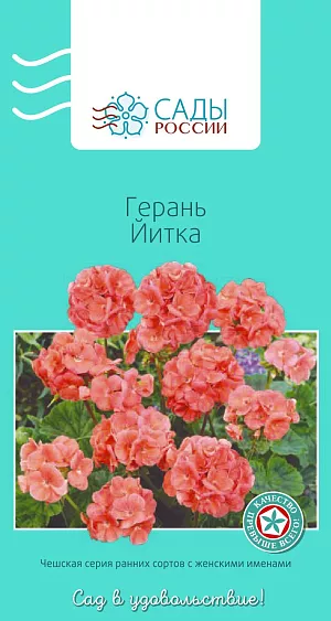 Герань Прекрасные славянки Йитка

Пеларгония зональная, или садовая, известна также как герань. Широко используется не только как комнатное растение, но и для украшения балконов, клумб, рабаток, различных цветочниц. При семенном размножении получается, как правило, более выравненный и здоровый посадочный материал. Цветки ярких окрасок образуют крупные соцветия. Растения компактные с выразительной листвой, высокоустойчивы к вредителям и неблагоприятным погодным условиям. Обильно цветут в течение всего сезона до самых морозов. 