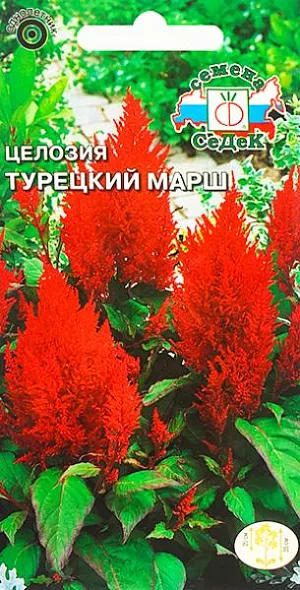 Семена Целозия Турецкий марш.
Однолетнее компактное растение высотой 35 см. Стебли прямые, с нежно-зелеными заостренными листьями. Цветки мелкие, огненно-красные, собраны в крупные перистые соцветия. Растет на солнечных, защищенных от ветра местах с плодородными, влажными почвами. Очень теплолюбиво. Цветет с начала июля до первых заморозков. Отличается оригинальностью соцветий и декоративностью листьев. 