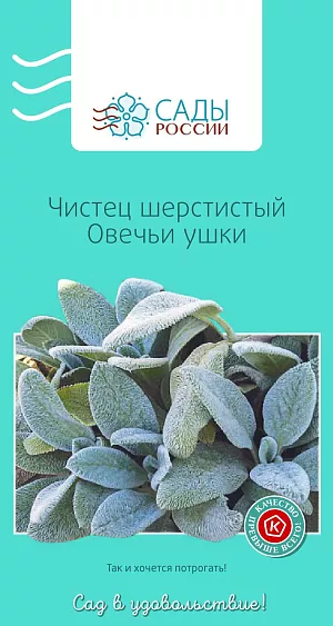Чистец шерстистый Овечьи ушки 0,05гр из каталога Разные Чистец шерстистый Овечьи ушки
Многолетнее корневищное растение с прямостоячими стеблями и толстыми листьями. Декоративны беловойлочные листья, соблазняющие мягкой пушистостью. Рекомендуется обрезать до цветения. Требуется высокая влагоемкость почвы. Удобрять следует перепревшим компостом один раз в сезон. Зимостойкий, зимует без укрытия.