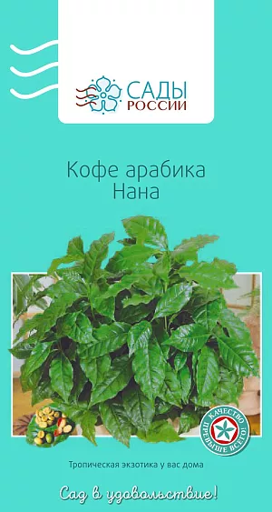 Кофе арабика Нана 6шт из каталога Разные Кофе арабика Нана
Небольшое деревце или куст с горизонтальными поникающими боковыми побегами и крупными, до 15 см, темно-зелеными блестящими остроконечными листьями. Растение украшают белые цветки с тонким нежным ароматом, находящиеся в пазухе каждого листа. Плод – овальная ягода длиной около 1,5 см, вначале зеленая, которая постепенно становится темно-красной. Довольно вынослив, практически не болеет, очень любит влагу и боится сквозняков.