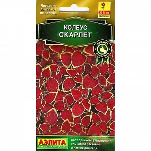 Колеус блюме Скарлет