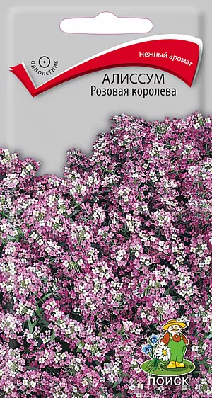 Семена Алиссум Розовая королева.
Нежный аромат. Миниатюрное растение с мелкими цветками с медовым запахом. 
Растение невысокое, до 12 см. Образует плотный, стелющийся ковёр нежного розового цвета. 
Листья узкие, ланцетные. Цветет с июня до осени. 
Для непрерывного цветения периодически удаляют увядшие цветы и плоды (если не нужны семена). 
Используют для обрамления клумб, балконных ящиков, на каменистых горках, рокариях, для посадки между плитками дорожек. 
Растение холодостойкое. Предпочитает хорошо дренированные легкие почвы и солнечное место. 
Размножают посевом семян в грунт в начале мая или под зиму. При температуре почвы +18°С всходы появляются на 20 день. 
Всходы прореживают, выдерживая расстояние между растениями 8-10см.