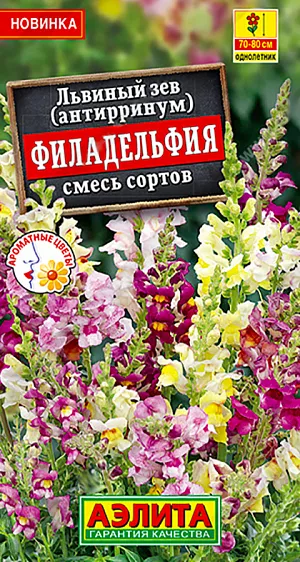 Семена цветов Львиный зев Филадельфия, смесь сортов.<br>
 <br>
 Смесь характеризуется продолжительным пышным цветением, восхитительным ароматом и яркими цветками различных окрасок. Кустики высотой 70-80 см, на каждом формируется 10-20 соцветий (а при хороших условиях и больше). В каждом соцветии может быть до 50 цветков! Растения холодостойкие, переносят кратковременную засуху. Украсят любой солнечный цветник и клумбу. Это идеальный материал для срезки, в воде распускаются все бутоны.<br>
 <br>
 Семена высевают поверхностно, без заделки, увлажняют из распылителя и накрывают стеклом для поддержания постоянной влажности до всходов. Семена прорастают на свету! В фазе одной пары настоящих листьев сеянцы пикируют.<br>