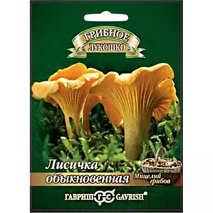 Мицелий грибов Лисички на зерновом субстрате