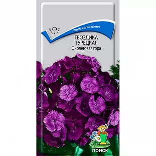 Гвоздика Фиолетовая гора турецкая Гвоздика Фиолетовая гора турецкая