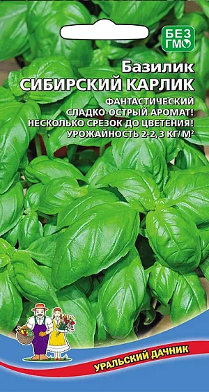 Семена Базилик Сибирский карлик Семена Базилик Сибирский карлик