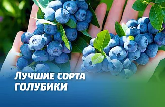 ЛУЧШИЕ СОРТА ГОЛУБИКИ – НЕЛЬСОН И ПАТРИОТ