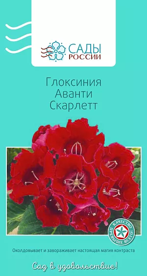 Глоксиния Аванти Скарлетт

«Аванти» – одна из самых раннецветущих серий с крупными (до 9 см в диаметре) бархатистыми колокольчатыми цветками ярких, насыщенных окрасок. Взрослое растение образует 10-15 бутонов. Для посева используйте тепличку с рыхлой торфяной землей. Через определенное время после пересадки глоксиния может «уснуть». Не пугайтесь, если она начнет терять листья. Сократите количество полива и поставьте в прохладное место. Через 2–3 месяца на луковице появятся новые побеги. Если растение не успело развиться как следует, то на зимовку лучше не отправлять. Продолжайте уход, поддерживая влажность, освещение, тепло.