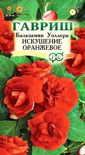 Семена Бальзамин Уоллера Искушение оранжевое F1.
Однолетнее растение. Куст шаровидной формы высотой 25-30 см и диаметром 10-15 см. Листья темно-зеленые.
Растение усыпано крупными, диаметром 4 см, махровыми цветами оранжевой окраски.
Цветет с июня до заморозков. Растение неприхотливое. Хорошо растет в полутени. 
Предпочитает легкие плодородные почвы. Достаточно влаголюбиво, но не переносит избыточного переувлажнения. 
Размножают семенами, посев которых производят в марте-апреле в рассадные ящики.
Посевы засыпают влажным песком слоем 3 мм и поддерживают постоянную влажность, для чего емкость накрывают стеклом и ставят в хорошо освещенное место.
Всходы появляются через 14-20 дней. После появления всходов, влажность субстрата и воздуха необходимо уменьшить, сняв покровное стекло.
Сеянцы, достигнув высоты 1 см, пикируют в горшки по одному растению. На открытый балкон растения выставляют в середине мая. 
Используют для украшения контейнеров, висячих корзин и клумб, можно выращивать, как комнатное растение.