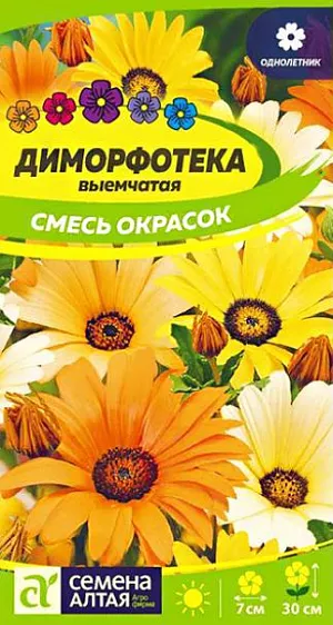 Семена Диморфотека смесь окрасок.<br>
Яркая однолетняя смесь с обильным и продолжительным цветением. Образует прямостоячие сильноветвистые полушаровидные кустики до 30 см в высоту. С июня по сентябрь на них распускается множество изящных крупных ромашковидных соцветий-корзинок диаметром 5-7 см, с контрастным темно-коричневым пятном у основания лепестков. Соцветия открыты только днем и в солнечную погоду. Используют для оформления клумб, рабаток, каменистых садиков, подходит для выращивания в горшках и балконных ящиках. Растение достаточно неприхотливое, свето- и теплолюбивое, засухоустойчивое. Предпочитает рыхлые и небогатые питательными веществами почвы. Не выносит переувлажнения. Посевы в открытый грунт проводят в мае, когда прогреется почва, сразу на постоянное место – растение плохо переносит пересадку. Всходы прореживают с интервалом 15-20 см. Для более раннего цветения выращивают через рассаду: посев в начале апреля, оптимальная температура для прорастания 16-18°С, всходы появляются через 10-15 дней. Подросшие сеянцы пикируют в горшки.