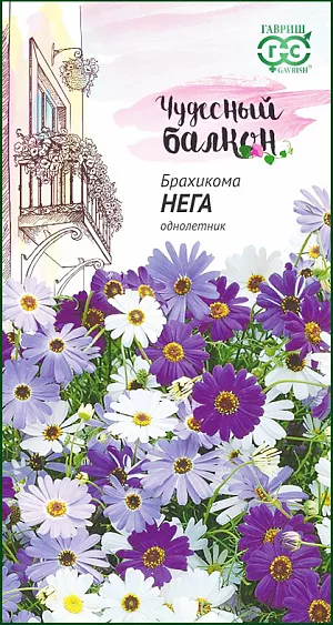 <div>
 Семена Брахикома Нега.
</div>
Очаровательная однолетняя смесь высотой 25 см. с ромашковидными соцветиями до 4 см. в диаметре. Ее особенность — компактно расположенные цветущие побеги. Они создают впечатление небольших букетов с гармоничной палитрой тонов: белых, синих, пурпурно-фиолетовых.  Подходит для многоплановых композиций. Цветет с середины июня по октябрь. Предпочтительны плодородные почвы и солнечная экспозиция. Посев на рассаду проводят в марте в ящики с легким песчаным грунтом. Семена слегка вдавливают в почву, не присыпая землей. Посадочную емкость накрывают стеклом и ставят в освещенное место. При температуре +20°С всходы появляются на 8-12 день. Сеянцы пикируют в фазе 2-3 настоящих листьев. Рассаду высаживают в мае по схеме 15х20 см. Растениям необходима прищипка.