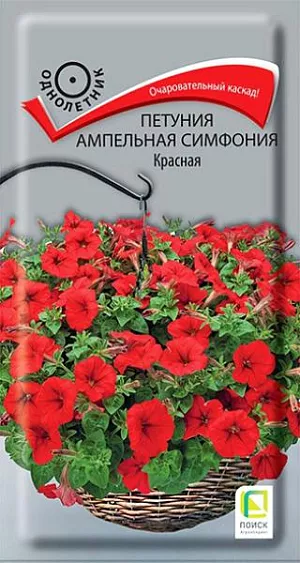 Семена Петуния Симфония Красная ампельная F1. Растения великолепно разрастаются, образуя шикарные побеги длиной 50-70 см. Цветы крупные, эффектные, диаметром 5-6 см. Окраска - красная. Цветет обильно с июня по октябрь. Отлично подходит для подвесных корзин, балконных ящиков.<br>
 <br>
  Агротехника. Растение светолюбивое, засухоустойчивое, хорошо растет на любых питательных почвах. Посевы проводят в феврале. Контейнеры накрывают плёнкой для обеспечения максимальной влажности воздуха и субстрата в первые 7-10 дней после посева. При температуре почвы +18-20°C всходы появляются на 7-14 день. Сеянцы пикируют в фазе 2-х настоящих листьев. Рассаду высаживают в мае, по 3 растения в подвесное кашпо или вазон диаметром 21 см. Для получения наилучшего результата требуется прищипка<br>