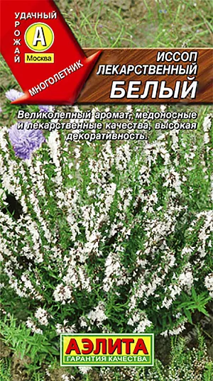 Иссоп лекарственный белый