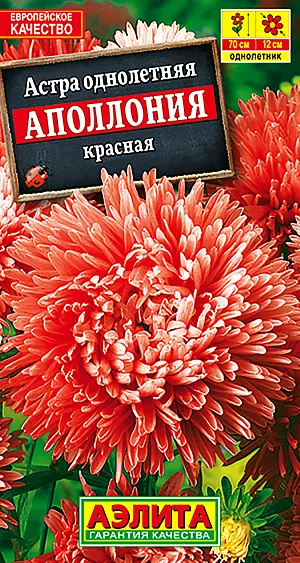 Семена Астра Аполлония красная.
Густомахровая астра с очень крупными (10-12 см) соцветиями. Кусты высокорослые, крепкие, высотой 60-70 см, формируют до 10 цветоносов. Цветение раннее, обильное, продолжительное. Хорошо противостоит ветру и дождю. Используются для цветников, подходят для составления осенних аранжировок. Идеальный срезочный сорт, соцветия долго стоят в воде, сохраняя форму и цвет.
Агротехника. Выращивают рассадным способом. С развитием первой пары настоящих листочков сеянцы пикируют. На постоянное место рассаду высаживают в возрасте 30-35 дней. Возможен посев семян в открытый грунт весной или под зиму, в конце октября, на глубину 0,5-1 см. Растениям необходимы регулярные поливы, прополки, рыхления и подкормки.