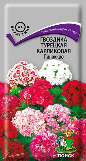 Семена Гвоздика Пиноккио турецкая карликовая.
Махровый сорт. Куст высотой 20 см. Листья и побеги темно-зеленые. Окраска цветков разнообразная. Цветет июнь-июль. Используют для сборных цветников, альпийских горок, балконных ящиков.
Агротехника. Растение холодо- и морозоустойчивое, предпочитает солнечные места, но может расти и в полутени. Почвы плодородные, хорошо дренированные. К концу 1-го года выращивания образуется розетка прикорневых листьев. На следующий год растения обильно цветут. Посев семян производят в мае-июне на разводочные гряды. При температуре +20°С всходы появляются через 7-14 дней. Сеянцы пикируют в фазе двух-трех пар настоящих листьев. На постоянное место молодые растения высаживают в августе-сентябре, выдерживая расстояние между растениями 10-20 см.