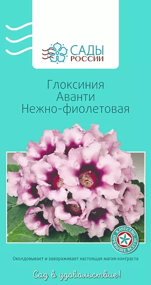 Глоксиния Аванти Нежно-фиолетовая 10шт из каталога Глоксинии Глоксиния Аванти Нежно-фиолетовая
«Аванти» – одна из самых раннецветущих серий с крупными (до 9 см в диаметре) бархатистыми колокольчатыми цветками ярких, насыщенных окрасок. Взрослое растение образует 10-15 бутонов. Для посева используйте тепличку с рыхлой торфяной землей. Через определенное время после пересадки глоксиния может «уснуть». Не пугайтесь, если она начнет терять листья. Сократите количество полива и поставьте в прохладное место. Через 2–3 месяца на луковице появятся новые побеги. Если растение не успело развиться как следует, то на зимовку лучше не отправлять. Продолжайте уход, поддерживая влажность, освещение, тепло.