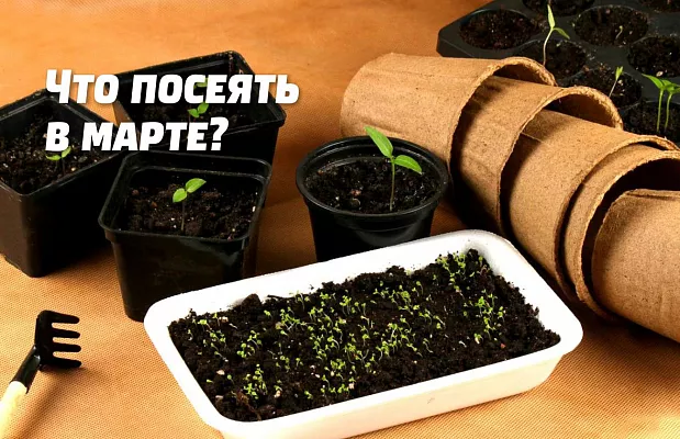 Что посеять в марте: подробный список что посадить и в какие сроки Что посеять в марте: подробный список что посадить и в какие сроки