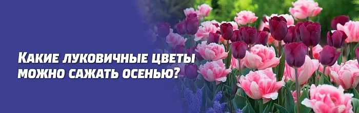 КАКИЕ ЛУКОВИЧНЫЕ ЦВЕТЫ МОЖНО САЖАТЬ ОСЕНЬЮ. ОСОБЕННОСТИ ПОСАДКИ КАКИЕ ЛУКОВИЧНЫЕ ЦВЕТЫ МОЖНО САЖАТЬ ОСЕНЬЮ. ОСОБЕННОСТИ ПОСАДКИ