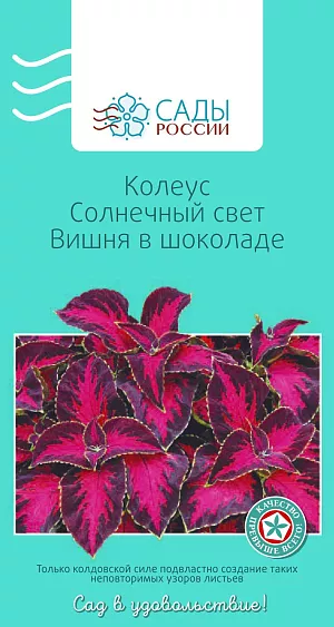 Колеус Солнечный свет Вишня в шоколаде

В последнее время колеус все чаще используется в однолетней культуре в садовом дизайне как великолепное листовое декоративное растение. Оптимальная температура для выращивания рассады 22–24 °С. Чтобы сформировать красивый кустик колеуса, надо обязательно прищипывать верхушки побегов. Теплолюбив.