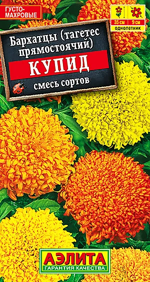 Семена Бархатцы Купид смесь (тагетес).
<p>
 Однолетник. Высота растения 25 см. Диаметр цветка 8 см. Низкорослые бархатцы с оригинальными хризантемовидными соцветиями. Кусты компактные, ветвистые, крепкие, высотой 20-25 см., с большим количеством цветоносов. Соцветия-корзинки густомахровые, крупные, 0,7-0,9 см. Цветение раннее, очень обильное и продолжительное, с июня до заморозков. Растения неприхотливые, засухоустойчивые, тепло- и светолюбивые, хорошо растут в маленьком объеме земли. Отлично подходят для выращивания в горшках и балконных ящиках, прекрасно смотрятся на клумбах и в бордюрах. Выращивают рассадным способом. Посев семян проводят в первой половине апреля. Всходы появляются через 4-8 дней после посева, сеянцы пикируют в фазе одного-двух настоящих листьев. Рассаду высаживают в конце мая-начале июня. Возможен посев в открытый грунт в мае на глубину 1 см. Растениям необходимы регулярные поливы, прополки, рыхления и подкормки.  
</p>