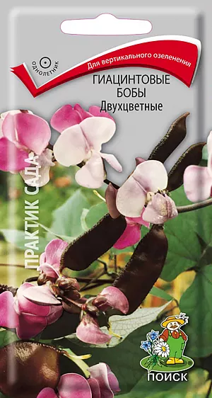 Семена Гиацинтовые Бобы Двухцветные.
Великолепное, яркое, контрастное растение! Вьющийся однолетник достигает высоты 250 см. 
На фоне сочной зеленой листвы, бело-пурпурные цветы и темно-бордовые плоды. 
Цветы собраны в кистевидное соцветие длиной до 40 см, обладают слабым ароматом. Цветет в июле-сентябре. 
Используют для вертикального озеленения, растению необходима опора.
Агротехника. Растение предпочитает открытое солнечное место. Лучше растет на легких, плодородных почвах. 
Семена высевают в конце апреля начале мая непосредственно на место. Расстояние между растениями 15-30 см. 
Глубина заделки семян 1-3 см. Нуждается в скарификации.