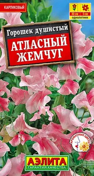 Душистый горошек Атласный жемчуг из каталога Душистый горошек Семена Душистый горошек Атласный жемчуг. Очень компактный карликовый сорт с приятным, неповторимым ароматом цветков. Формирует кустистые растения 30 см высотой. Растет быстро, зацветает рано. Цветки крупные, диаметром 3-5 см, с волнистыми краями лепестков, собраны в изящные кисти по 3-4 шт. Растения неприхотливые, холодостойкие, светолюбивые. Сорт идеально подходит для выращивания в горшках и подвесных корзинках, используется для оформления балконов и патио. Применяется в бордюрных посадках в цветниках. Обильное и продолжительное цветение достигается регулярным удалением образующихся бобов.<br>
<br>
Посев семян в открытый грунт в лунки по 2-3 шт. Семена предварительно замачивают на сутки в теплой воде (40-60°С). Для более раннего цветения возможен посев семян на рассаду в начале апреля в горшочки. В открытый грунт рассаду высаживают, не нарушая кома земли.<br>