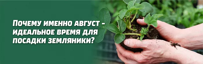 Сажаем саженцы земляники в августе Сажаем саженцы земляники в августе