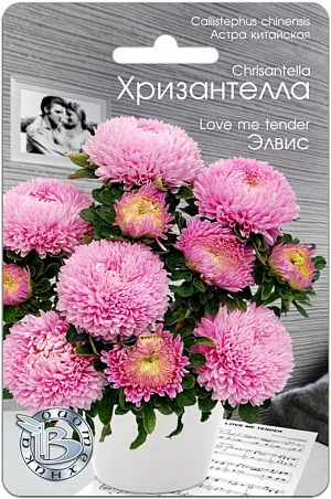 <blockquote>
</blockquote>
 Семена Астра китайская Хризантелла Элвис.
<div>
 Профессиональная серия для срезки .Сочетание качества и стойкости хризантемы и очарование астры .Соцветия диаметром от 12 до 15 см, настолько прочные, что не повреждаются любым дождем .Мощная корневая система обеспечивает устойчивость к полеганию.<br>
 <br>
 Новейшее направление в селекции и качестве астры, выращиваемой из семян.
</div>
<p>
 Удалось получить сочетание качества и стойкости хризантемы и очарование астры.
</p>
<p>
 Впервые представляется селекционная группа астры, объединенная не только общими ботаническими признаками, но и впечатлением, ассоциациями и переживаниями.
</p>
<p>
 Хризантелла – настроение, воплощенное в цветке.
</p>
<p>
 Форма цветка и расцветка подтверждена грунт-контролем данной партии. Однородность растений обеспечена калибровкой семян.
</p>
<p>
 Высота растения 60-80 см, стебель толстый и жесткий, активно формирует цветоносы второго порядка, которые дают 10-15 цветков на куст.
</p>
<p>
 Посев: апрель-начало мая для цветения в августе-сентябре. Семена равномерно распределяют по поверхности подготовленного стерильного (для избежания поражения сеянцев черной ножкой) грунта, слегка присыпают субстратом, полив теплой водой.
</p>
<p>
 Прорастание: 12-16 дней при температуре 15-16 °С.
</p>
<p>
 Пикировка: в фазе 2-3 настоящих листьев растения пикируют в горшки диаметром 6 см. Оптимальная температура при выращивании 14-16°С.
</p>
<p>
 Высадка в грунт: рассаду высаживают в грунт в возрасте 40-50 дней. При высадке рекомендуется схема 15x20 см, 32 растения на м кв.
</p>
<p>
 Грунт: богатые гумусом суглинистые почвы, рН 5,5-6,5.
</p>
<p>
 Удобрение: комплексное минеральное, с преобладающим содержанием азота.
</p>
 Особенности: не рекомендуется выращивать астры на одном месте более одного года. Не допускать плотных посадок, чтобы избежать поражения грибковыми заболеваниями.<br>
 <br>
