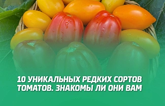 10 УНИКАЛЬНЫХ РЕДКИХ СОРТОВ ТОМАТОВ. ЗНАКОМЫ ЛИ ОНИ ВАМ? 