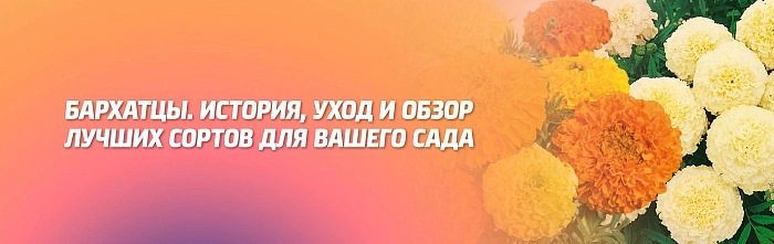 БАРХАТЦЫ. ИСТОРИЯ, УХОД И ОБЗОР ЛУЧШИХ СОРТОВ ДЛЯ ВАШЕГО САДА. БАРХАТЦЫ. ИСТОРИЯ, УХОД И ОБЗОР ЛУЧШИХ СОРТОВ ДЛЯ ВАШЕГО САДА.