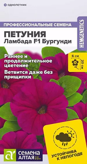 Семена Петуния Ламбада Бургунди F1 из каталога Петуния Семена Петуния Ламбада Бургунди F1.<br>
<br>
Многоцветковая петуния, устойчивая к ветру, похолоданию и дождю, быстро восстанавливается после повреждений. Характеризуется ранним и длительным цветением: новые цветоносы формируются в течение всего сезона. Хорошо ветвится даже без прищипки. Цветки среднего размера, насыщенной винно-пурпурной окраски. Хорошо подходит для вазонов, балконных ящиков, выращивания в клумбах, бордюрах и контейнерах.<br>
<br>
Высота растения: 20 см. Ширина растения: 20-25 см. Диаметр цветка: 5,5-6 см. Условия выращивания, место посадки: солнечные участки. Требования к грунту: питательный легкий грунт, от слабокислого до нейтрального. Способы выращивания: рассадный. Время посева на рассаду: февраль-март.<br>
<br>
Способ посева: семена высевают на уплотненное ложе замоченных торфяных таблеток или увлажненного грунта, не заделывая. Драже увлажняют теплой водой до размягчения. Емкость накрывают прозрачной крышкой или пленкой до появления первых всходов, периодически проветривают. Обеспечивают досветку посевов не менее 10-12 часов в сутки и температуру 18-20°С<br>
Время до появления всходов: 3-5 дней<br>
Перевалка: производится через 4-5 недели от всходов. Объем индивидуальных емкостей не менее 0,5 л. При прорастании корней через дренажные отверстия перевалка в больший объем грунта. Диаметр окончательной емкости для взрослого растения не менее 20-25 см<br>
Время высадки в открытый грунт: май-июнь, не менее 6-8 недель от посева<br>
Посадочное расстояние: 20-25 см<br>
Период цветения: май-сентябрь, 10-12 неделя от посева, в условиях длинного светового дня цветение наступает на 1-2 недели быстрее<br>
<br>
Уход: для стимуляции более активного ветвления можно произвести прищипывание над 8-9 настоящим листом. Первую подкормку проводят через 10-14 дней от появления всходов комплексным минеральным удобрением, далее – 1 раз в 7 дней. В начале бутонизации из подкормок убирают азот.<br>
<br>
<b> Внимание!</b> Семена дражированные, оболочку не разрушать, она растворяется при поливе!