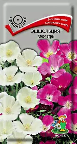 Семена Эшшольция Клеопатра. Восхитительная контрастная смесь! Изящное растение высотой 40 см. Цветки одиночные, чашевидной формы 4-5 см. в диаметре, пурпурные и кремовые. Цветет обильно с июня по октябрь. Используют для клумб, рабаток, каменистых горок.<br>
 <br>
  Агротехника. Растение светолюбивое, холодо- и засухоустойчивое, предпочитает легкие дренированные почвы. Посев проводят в мае на постоянное место. Глубина заделки семян 0,5-1 см. При температуре почвы +15-18°C всходы появляются на 8-10 день. Сеянцы прореживают, выдерживая расстояние между растениями 10-12 см. Пересадки не переносят. <br>
 <br>