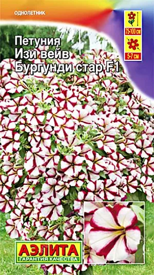 Семена Петуния Изи вейв бургунди стар F1.<br>
 <br>
 Знаменитый ампельный гибрид с обильным цветением. Один из самых лёгких в выращивании. Формирует цветущий «купол» высотой 20-25 см. над кашпо и интенсивно наращивает плети длиной 75-100 см. В ландшафтном варианте образует сплошной красочный ковер высотой 15-30 см., в зависимости от расстояния между кустами. Цветение плотное (не видно листвы). Цветки имеют нежный фиалковый аромат. При контейнерном выращивании необходимо обеспечить не менее 7-8 л. грунта на одно растение.<br>