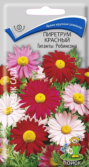 Семена Пиретрум красный Гиганты Робинсона.
Популярный сорт с крупными корзинками. Растение высотой до 80 см. Крупные, 8-10 см в диаметре, ромашковидные соцветия с розовыми и карминными лучами. Цветет с первой половины июня в течение месяца. Используются для групповых посадок в цветники и на газоны, рядами на рабатки, а также для срезки в букеты. 
Агротехника. Растение светолюбивое, но выносит полутень, зимостойкое. Предпочитает питательные и умеренно сухие почвы. На одном месте растёт 3-4 года. Посев производят в марте-апреле в рассадные ящики с легким песчаным грунтом. Семена слегка присыпают землей. Посадочную емкость накрывают стеклом и ставят в освещенное место. При температуре почвы +18-20°С всходы появляются в течение 14 дней. Рассаду в открытый грунт высаживают в мае. Расстояние между растениями 30-45 см. Семена соответствуют требованиям международных стандартов и ГОСТу РФ 12420-81.