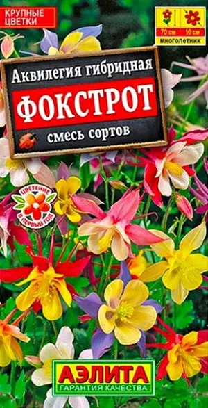Семена Аквилегия Фокстрот. Крупноцветковая смесь неприхотливого, холодостойкого многолетника. Формирует розетку ажурных листьев с цветоносными стеблями высотой до 70 см. Цветки разнообразной окраски, диаметром 8-10 см. Выносит полутень. Используется в миксбордерах, среди деревьев и кустарников, вдоль дорожек. Подходит для срезки.<br>
 При подзимнем, ранневесеннем и рассадном способе посева растения зацветают в первый год. <br>
 <br>
 Посев на рассаду проводят предварительно стратифицированными семенами. Растение предпочитает полутенистые участки, но при достаточном увлажнении хорошо растет на солнечных.<br>