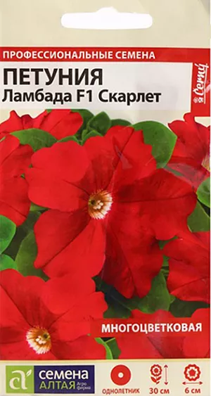 Петуния Ламбада Скарлет F1

Улучшенный сорт многоцветковых петуний. Компактные кустики высотой до 30 см с крупными цветками, диаметром до 6 см, алого цвета с белым центром. Растение приятно удивит Вас ранним и обильным цветением. Благодаря устойчивости к неблагоприятным погодным условиям, петуния Ламбада выглядит аккуратной и компактной в течение всего сезона. Отлично будет смотреться на клумбах, в подвесных кашпо и различного типа вазонах. Светолюбивое и достаточно засухоустойчивое растение. Предпочитает легкие плодородные, хорошо дренированные почвы. Посевы на рассаду проводят с середины февраля. Семена равномерно распределяют по поверхности субстрата, не заделывая, а лишь слегка вдавливая в грунт. Для получения наилучшего результата посев рекомендуем проводить в торфяные таблетки (одно драже в таблетку). Посевы увлажняют из распылителя и накрывают стеклом для поддержания постоянной влажности. Емкость помещают в светлое теплое место (+22-24 С).