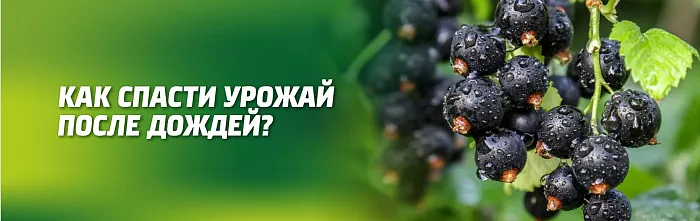 КАК СПАСТИ УРОЖАЙ ОТ ДОЖДЕЙ КАК СПАСТИ УРОЖАЙ ОТ ДОЖДЕЙ
