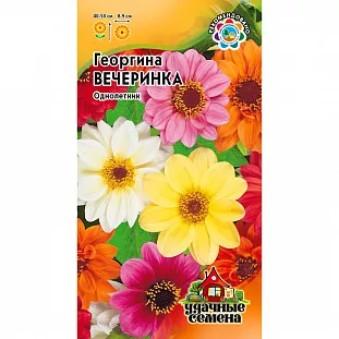 Георгина Вечеринка