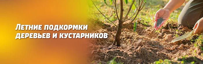 ЛЕТНИЕ ПОДКОРМКИ ПЛОДОВЫХ И ДЕКОРАТИВНЫХ ДЕРЕВЬЕВ И КУСТАРНИКОВ ЛЕТНИЕ ПОДКОРМКИ ПЛОДОВЫХ И ДЕКОРАТИВНЫХ ДЕРЕВЬЕВ И КУСТАРНИКОВ