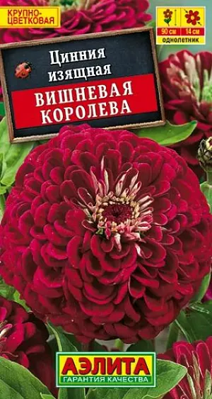 Семена Цинния Вишневая Королева.
Высокорослый, обильноцветущий сорт циннии с очень крупными (O12-14 см) махровыми соцветиями. Растения прямостоячие, крепкие, высотой до 70 см, с прочными цветоносами. Цветение раннее и продолжительное. Циннии неприхотливые, засухоустойчивые, предпочитают солнечное местоположение. Устойчивы к воздействию ветра. Используются для выращивания на клумбах, рабатках в групповых и одиночных посадках. Идеальная срезочная культура, соцветия долго стоят в воде, сохраняя яркость окраски. Агротехника. Выращивают рассадным способом. С развитием первой пары настоящих листочков сеянцы пикируют. В фазе 5-6 листьев проводят формирующую прищипку. Рассаду высаживают в открытый грунт, когда минует опасность заморозков. Растениям необходимы регулярные поливы, прополки, рыхления и подкормки. Возможен посев семян в открытый грунт на глубину1 см. 
