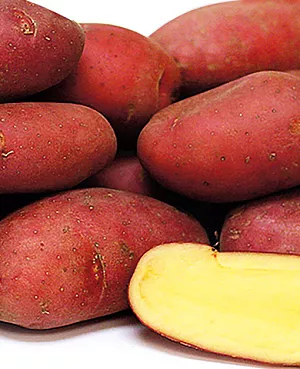 Семенной Картофель Палац