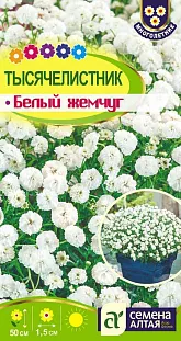 Тысячелистник Белый жемчуг Тысячелистник Белый жемчуг