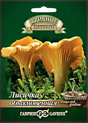 Мицелий грибов Лисички на зерновом субстрате Мицелий грибов Лисички на зерновом субстрате