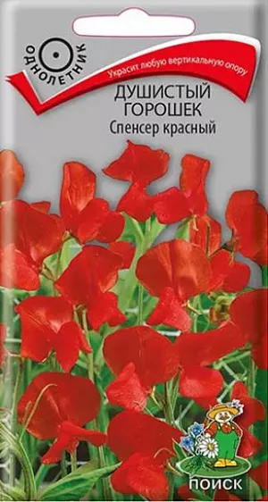 Семена Душистый горошек Спенсер красный<br>
 <br>
 Изящные формы, приятный аромат. Лазающие крепкие, хорошо облиственные стебли до 250 см длиной. Цветоносы прочные, упругие, 25-45 см длиной. Цветки красные, крупные, по 5-6 в кисти, с нежным приятным ароматом. Парус цветка с волнистым краем. Цветет с конца июня до заморозков. Используется для вертикального озеленения и на срезку.<br>