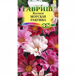 Космея Морская ракушка Космея Морская ракушка
