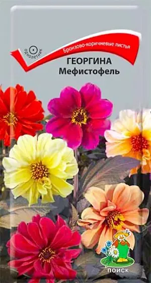 Георгина Мефистофель из каталога Георгина Семена Георгина Мефистофель. Растение высотой около 50 см. Листья интересного бронзово-коричневого оттенка. Обильно цветет в течение всего лета махровыми и полумахровыми цветами. Используют в цветниках большими группами, для бордюров и рабаток.<br>
<br>
Агротехника. Растение предпочитает солнечное место, к почвам неприхотливо. Посев семян производят в марте-апреле в рассадные ящики. Глубина заделки семян 0,5 см. При температуре +18°С всходы появляются на 7-14-й день. Сеянцы содержат при умеренной температуре. Пикируют в горшочки по 1 растению. В открытый грунт, рассаду высаживают в конце мая - начале июня, выдерживая расстояние между растениями 25-30 см.